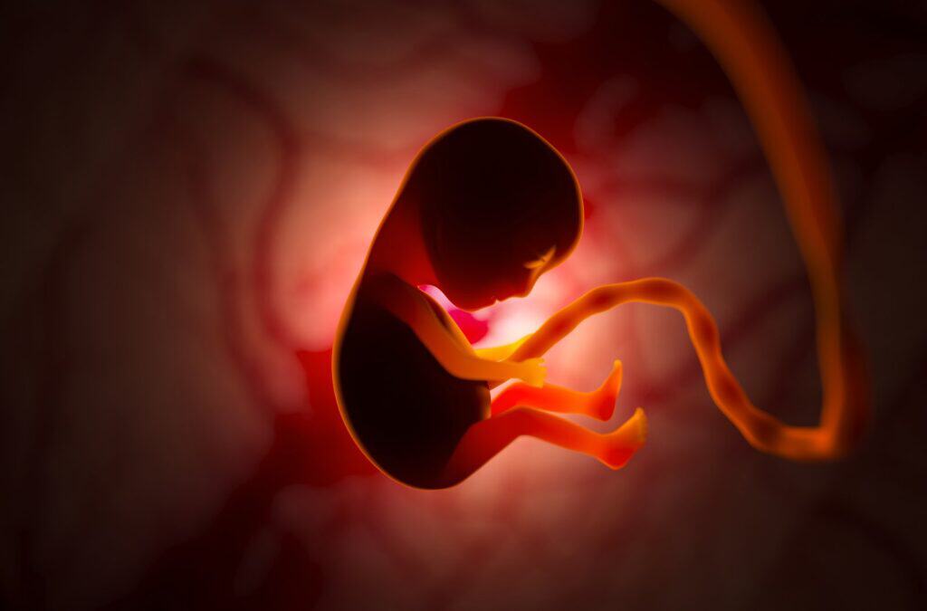 Entwicklung eines Embryos im Mutterleib während der Schwangerschaft.