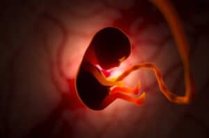 Entwicklung eines Embryos im Mutterleib während der Schwangerschaft.