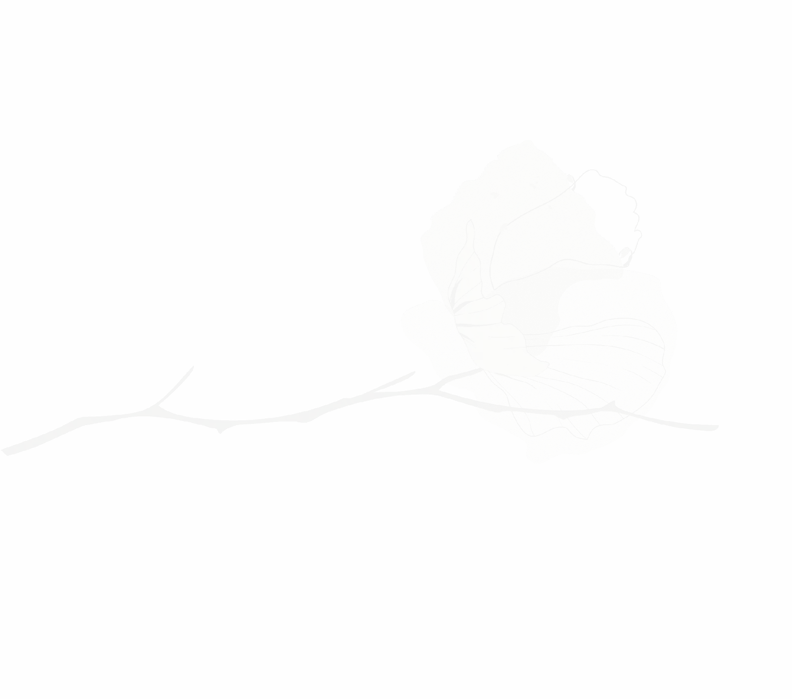 Blumenillustration mit dunklem Hintergrund, minimalistische Darstellung einer Blume für Geburtshelde.